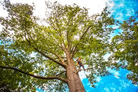 Best Stump Grinding and Removal  in Laurel Hollow, NY