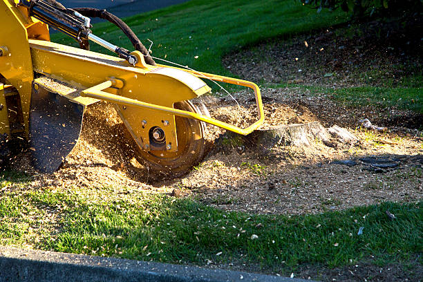 Best Aeration Services  in Laurel Hollow, NY