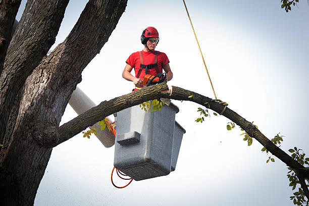 Best Root Management and Removal  in Laurel Hollow, NY