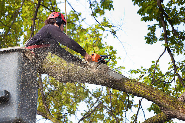 Best Fruit Tree Pruning  in Laurel Hollow, NY